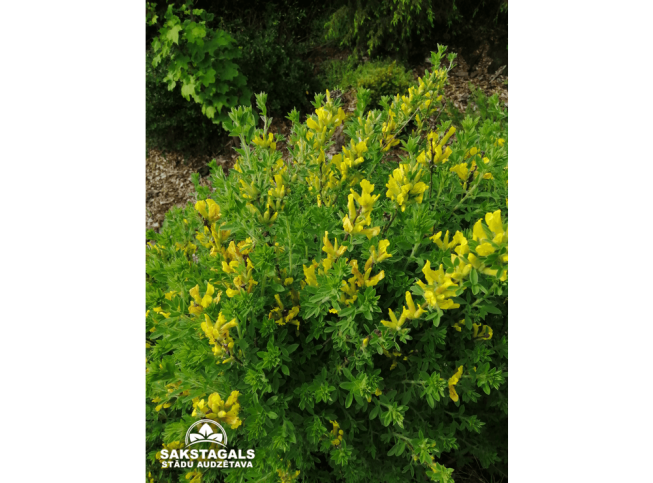 Chamaecytisus supinus